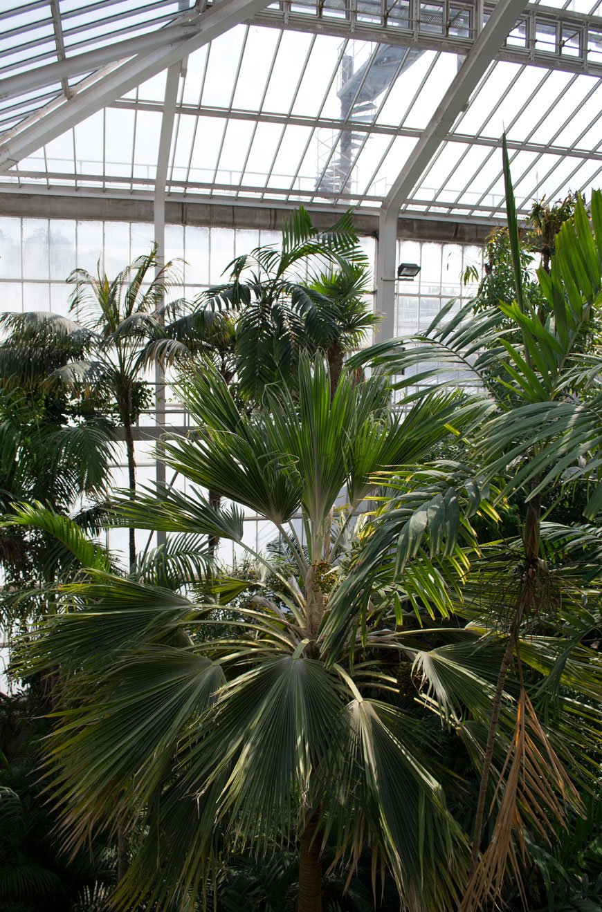 Giant palm trees almost as tall as the glasshouse inside the plant palace at botanical gardens Meise
