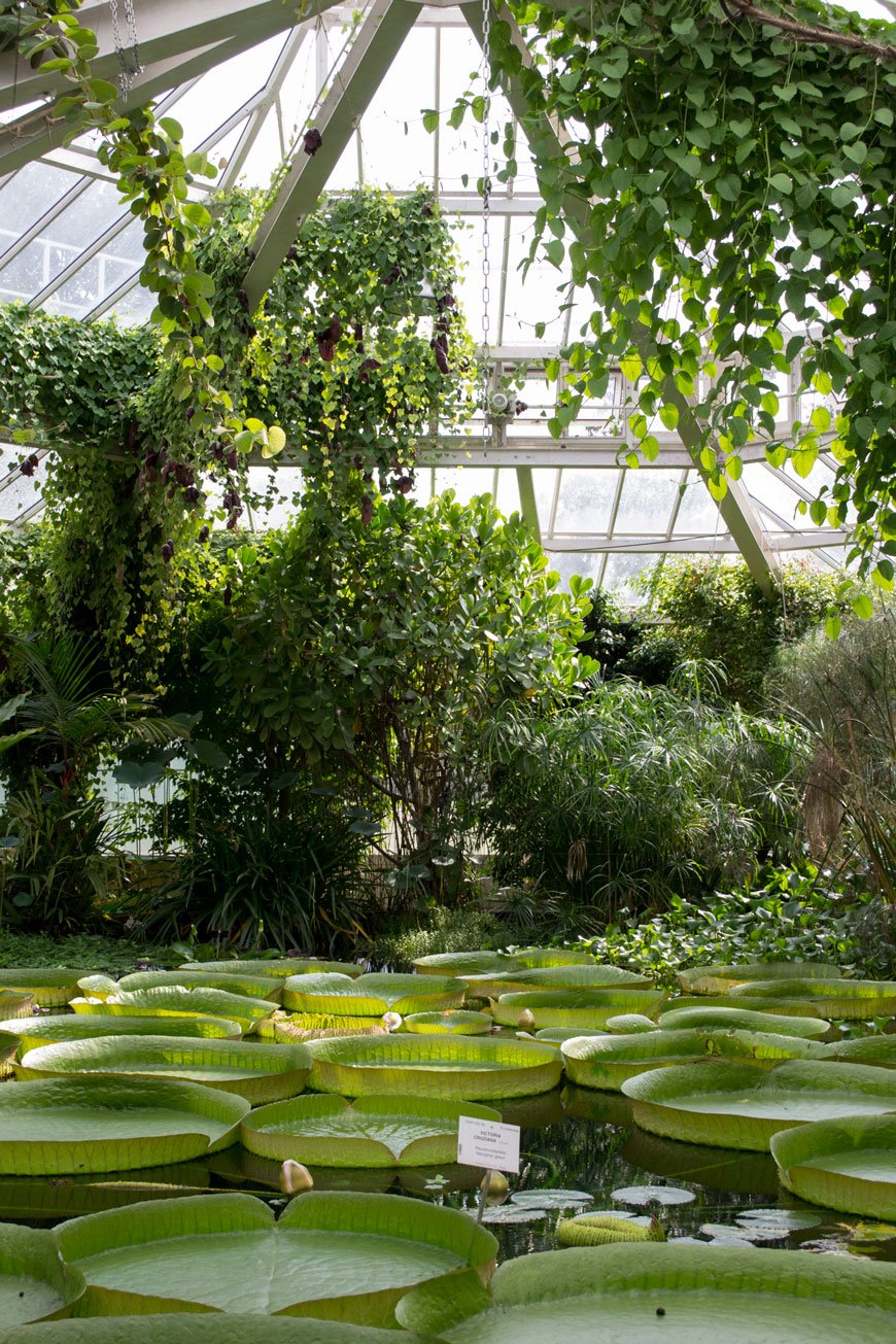Giant lily pads and trailing plants inside the botanical gardens Meise