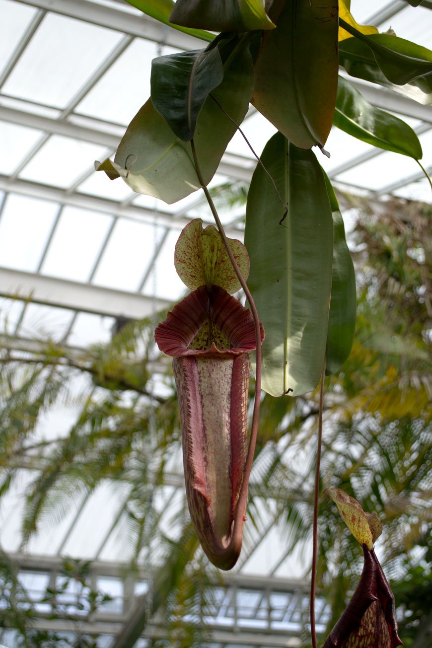 Deep red blushing fly catcher hanging inside the glasshouse at botanical gardens Meise