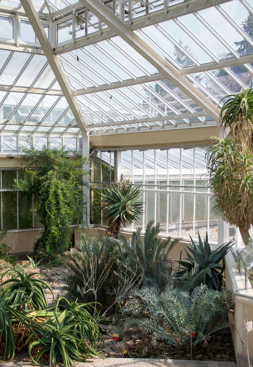 Cacti and succulents in dry, arid heat inside the glasshouse at botanical gardens Meise