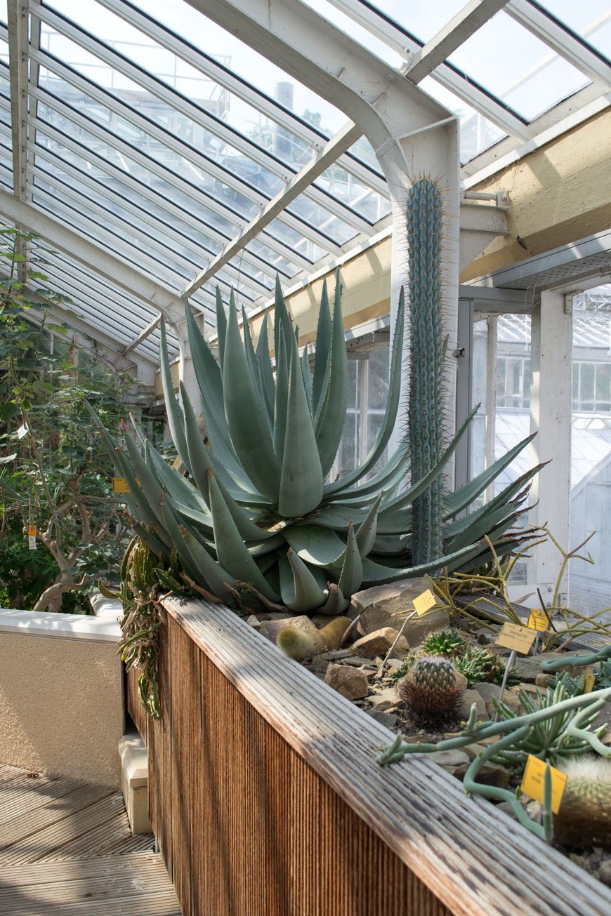 Giant agave plant amongst cacti inside a glasshouse at botanical gardens Meise