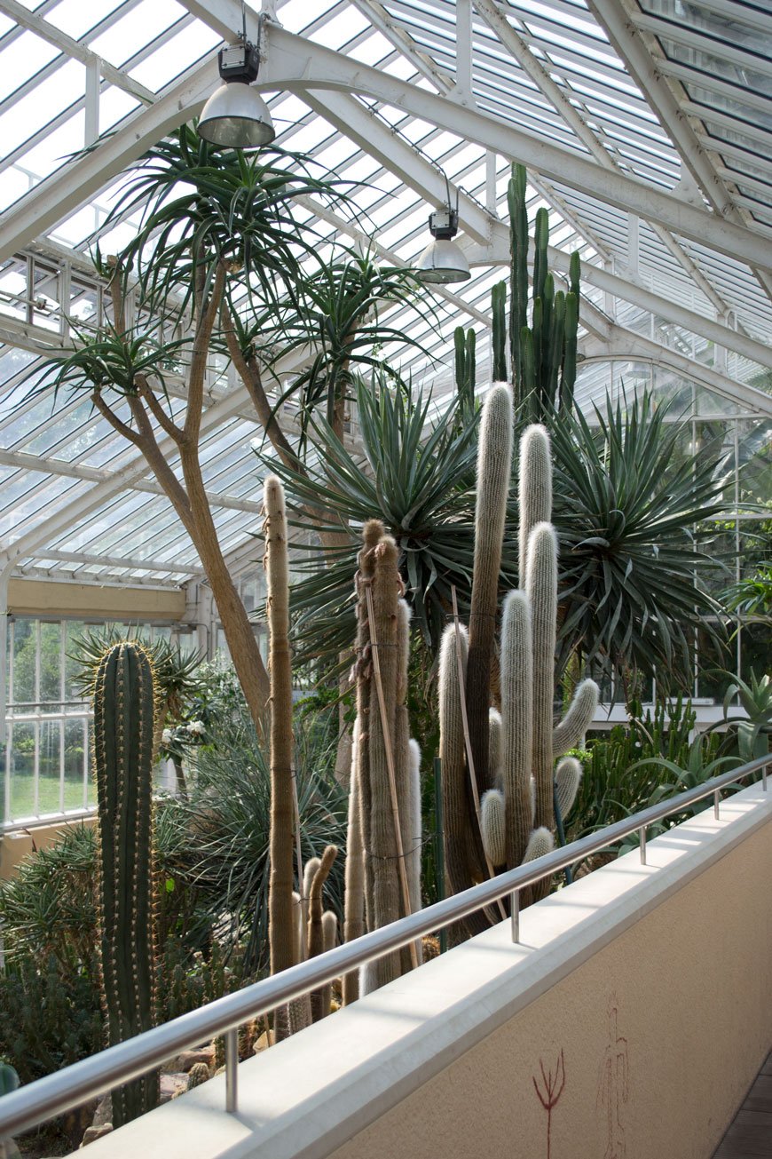 Tall, spiky, hairy cacti inside the dry glasshouse at botanical gardens Meise
