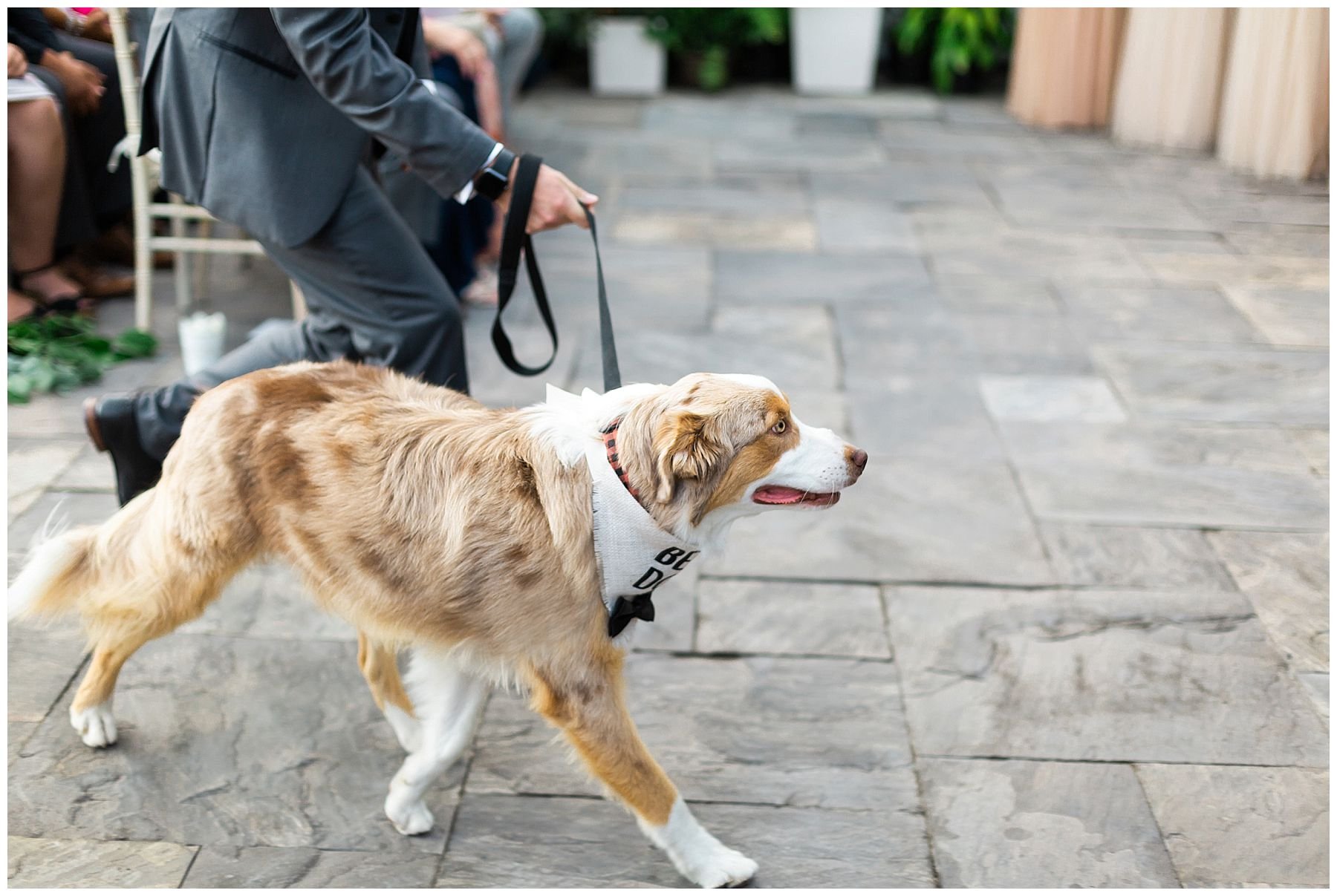 The bride and groom's dog walking down the aisle