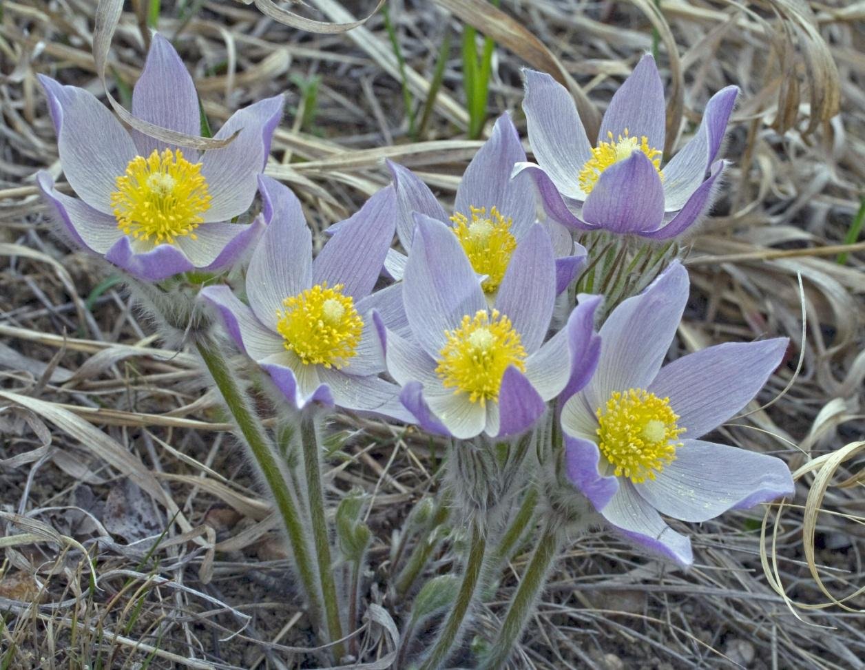 Pasqueflower (Pulsatilla patens) is one of the region's first bloomers in open meadows and woodlands.