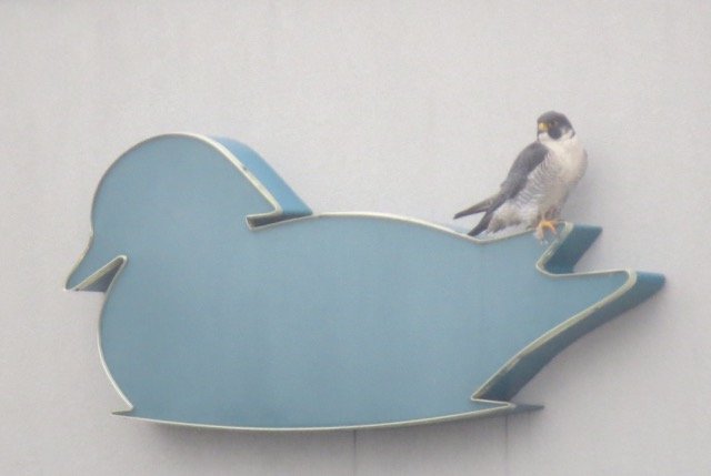 Male Peregrine Falcon sits on the hotel sign across the road. Traditionally Peregrines were called Duck Hawks