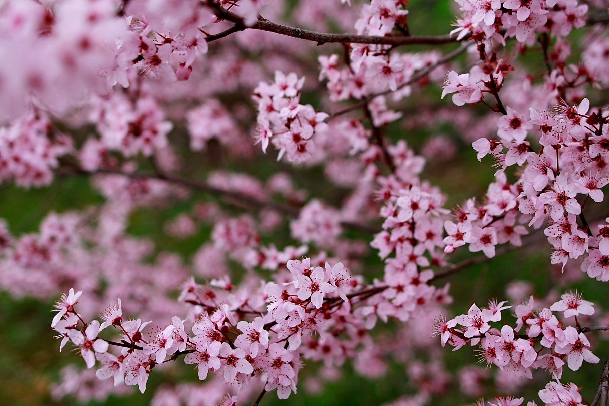 plum-tree-spring-blossom.jpg
