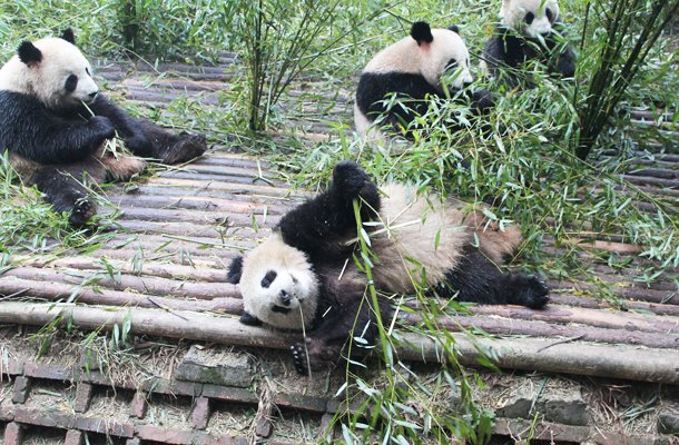 Giant Panda, Chengdu, China, Chengdu Panda Sanctuary