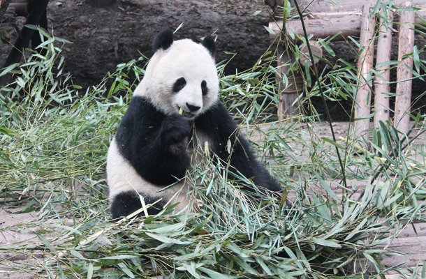 Giant Panda, Chengdu, China, Chengdu Panda Sanctuary