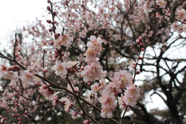 Sweet Monday, Tokyo, Japan, blossom
