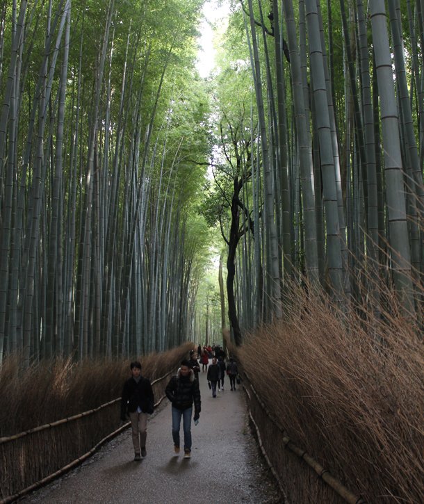Kyoto, Japan, Bamboo Grove