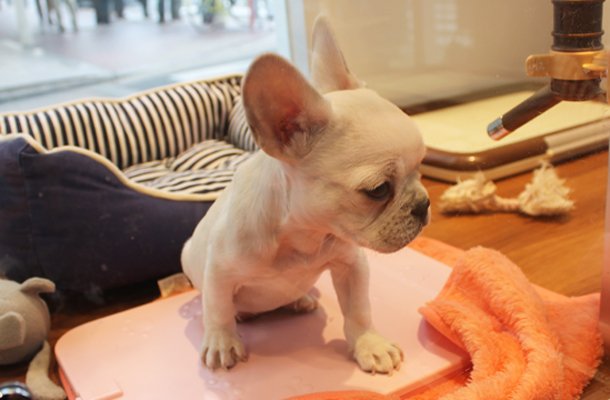 Kyoto, Japan, French Bulldog for sale