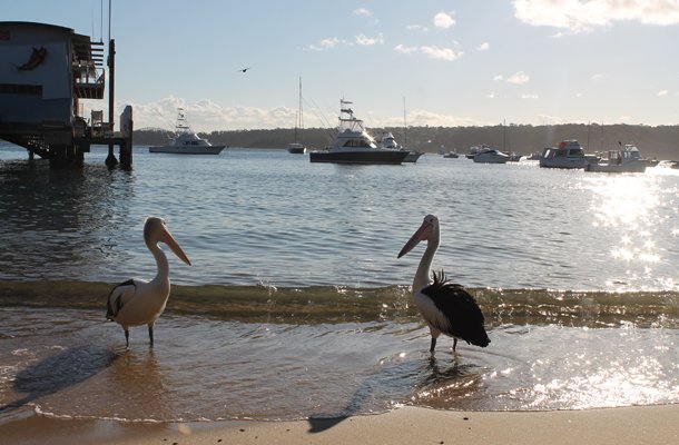 Sweet Monday, Watson's Bay, Sydney