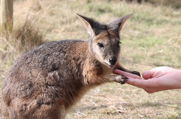 Moonlit Sanctuary, feed kangaroos, Melbourne