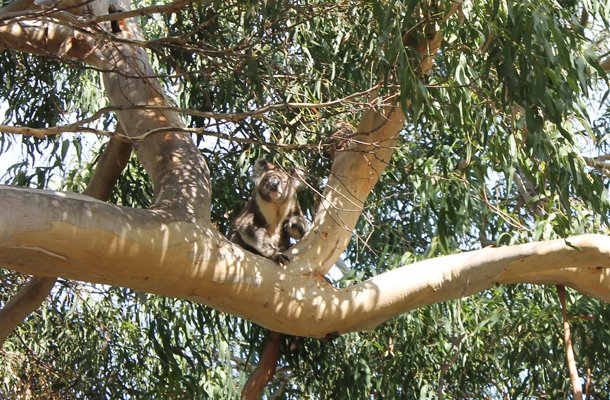 Lorne, Koala, Australia