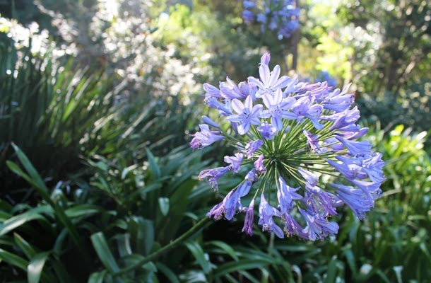 Botanical Gardens, South Yarra