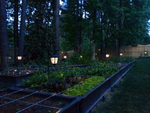 Night Garden
