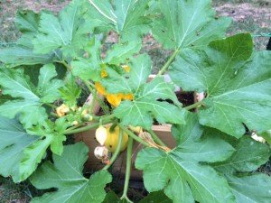 Acorn Squash and Ladybugs