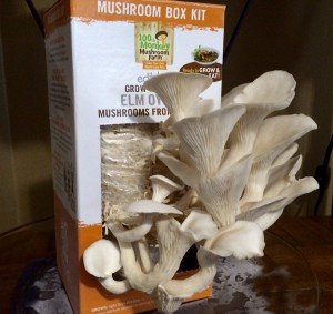 Elm Oyster Mushrooms