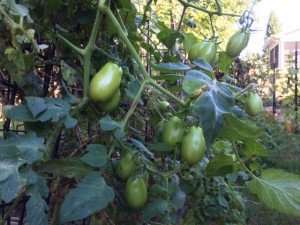 October Green Tomatoes