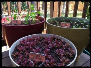 Lettuce, Snow Peas and Radishes