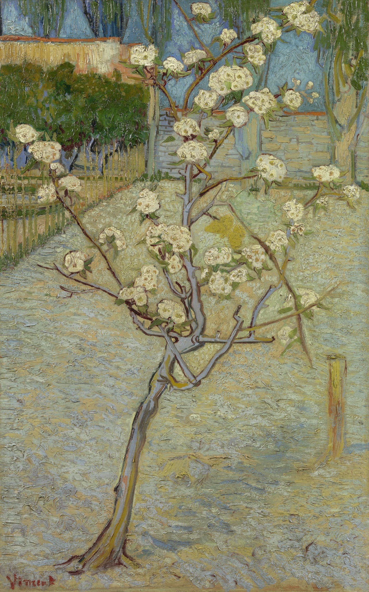 Small pear tree in blossom 1888