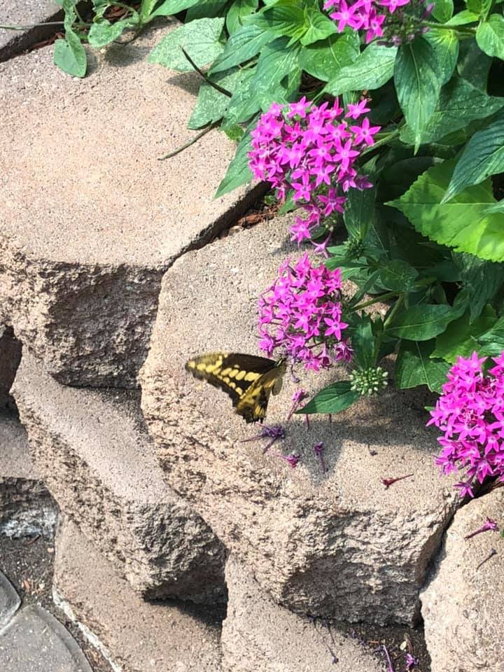 Mackinac Island Butterfly House