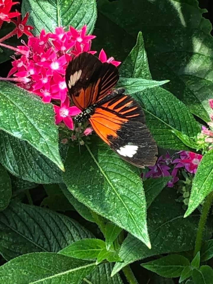 Butterfly House - Mackinaw Island