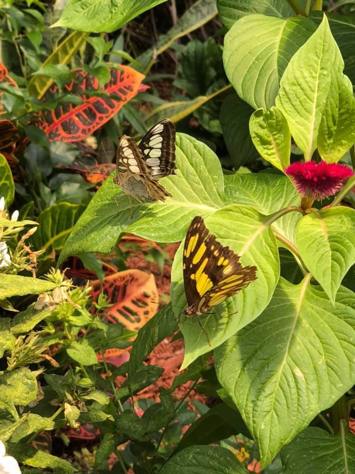 Butterfly House - Mackinac Island