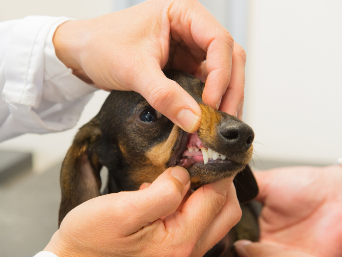 brown dog getting dental exam | How to Check Dog Teeth, Mouth, and Gums