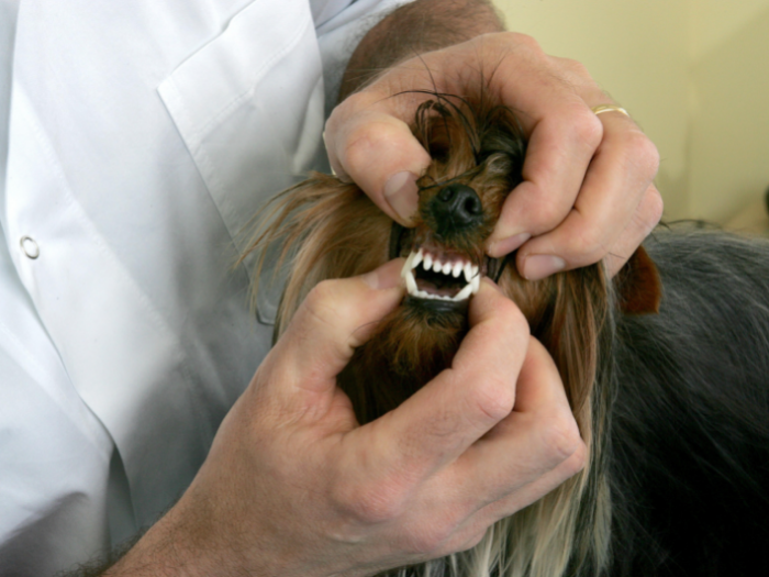 man checking teeth of small dog | How to Check Dog Teeth, Mouth, and Gums