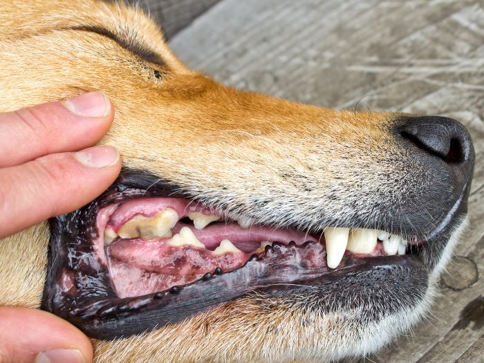 mouth teeth and gums of dog | How to Check Dog Teeth, Mouth, and Gums