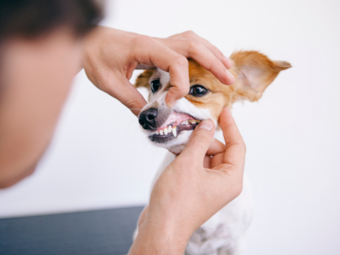 small dog getting teeth inspected | How to Check Dog Teeth, Mouth, and Gums
