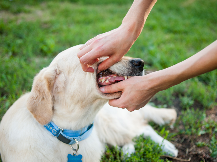 dog getting at home dental check | How to Check Dog Teeth, Mouth, and Gums