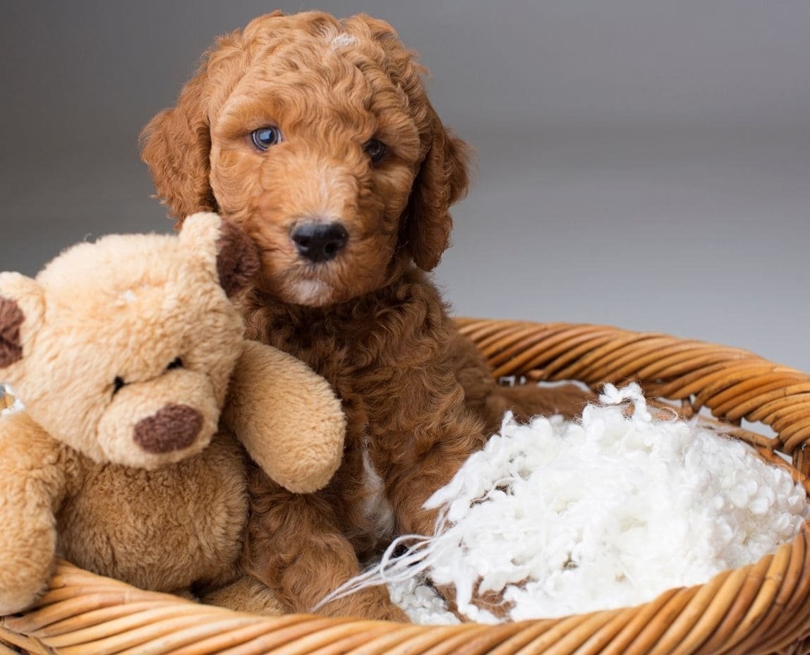 Find Your Dream Mini Goldendoodle Puppy for Sale in California Today