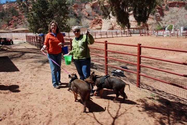 Barbara Schnur taking the pigs for a walk