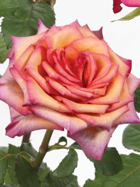 Rose-Peach-RazzleDazzle-Bicolor-Eufloria