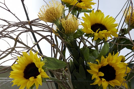 Another example of Hana Kubari on uBloom.com featuring Sunflowers- Click here to watch! 