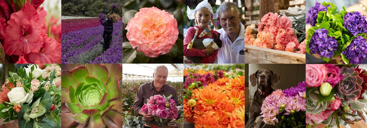 The CA Grown Experience on uBloom- is a documentary series- that showcases the Flower Farms, Growers, and Flower Wholesalers in the State of California!