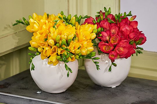 Freesia Arrangements from Holland America Flowers!
