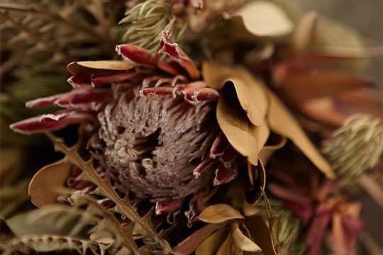 Pink Mink Protea - transform into a wonderful dried accent flower- that lasts for months!