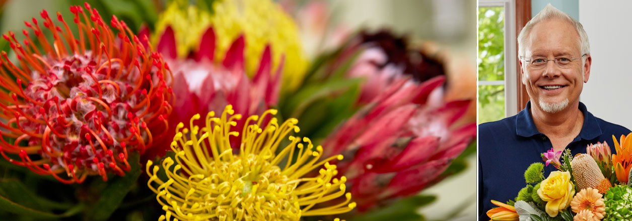 J Schwanke's Life in Bloom explores the prehistoric protea 