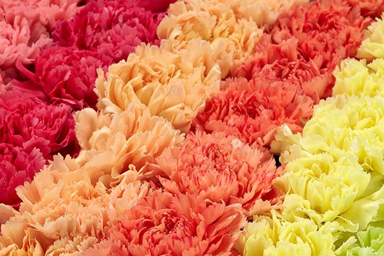 This simple and easy arrangement is also impressive- when lining up Carnations in Rows!