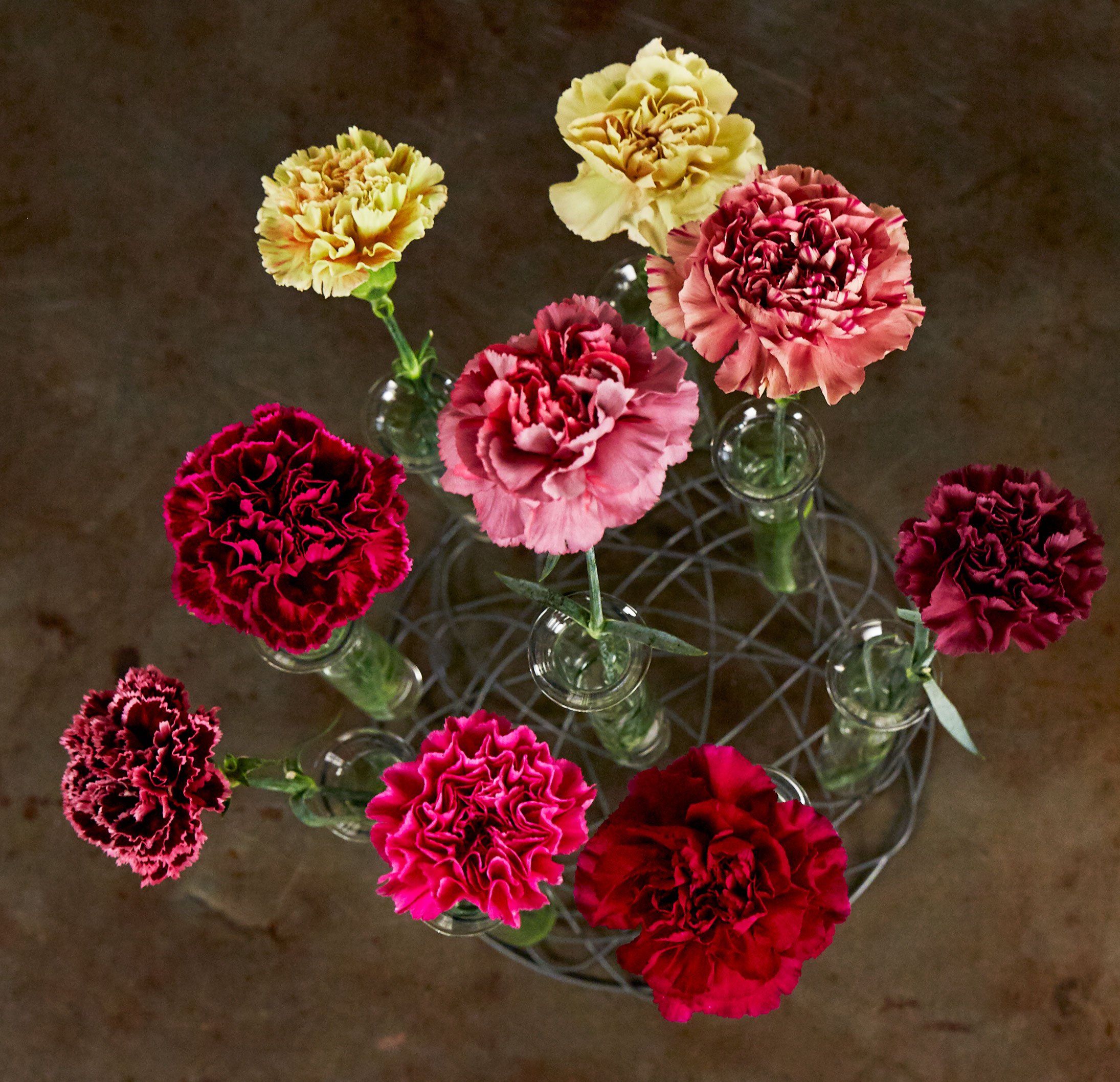 J shares these NEW Unique Color Varieties of Carnations on Life in Bloom!