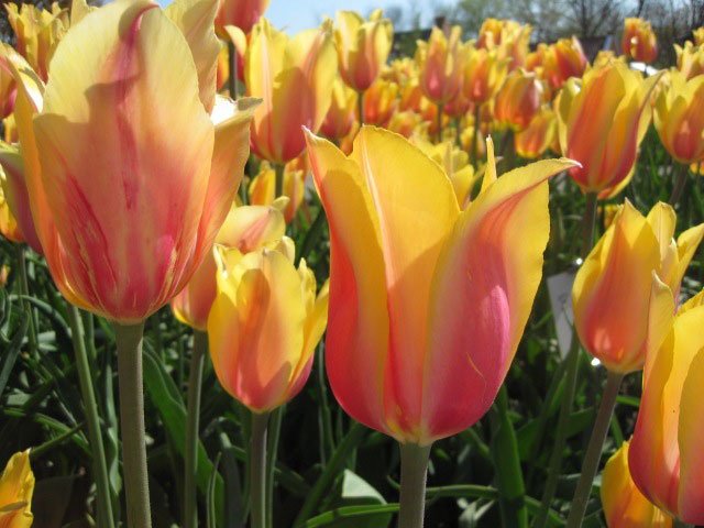 Learn More about the Tulip- and how this Flower is able to deliver Year Round Spring! 