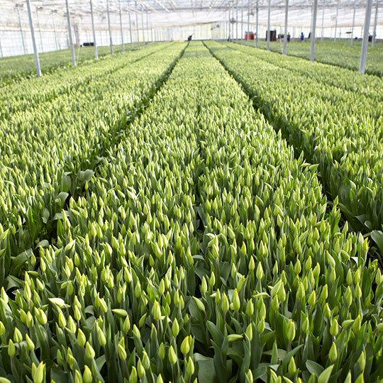 Tulips growing at the Sun Valley Flower Farm in Arcata California!
