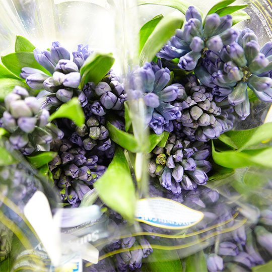 Tulips aren't the only Flowers that Sun Valley grows! Here Purple Hyacinth are bundled for shipping!