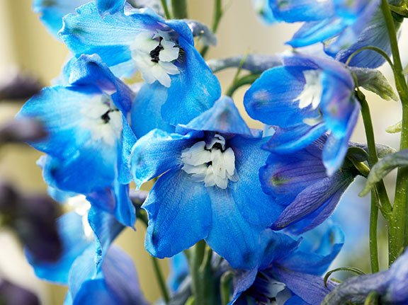 The shape of the Delphinium blooms resembles the dolphin- and thus the name is derived!