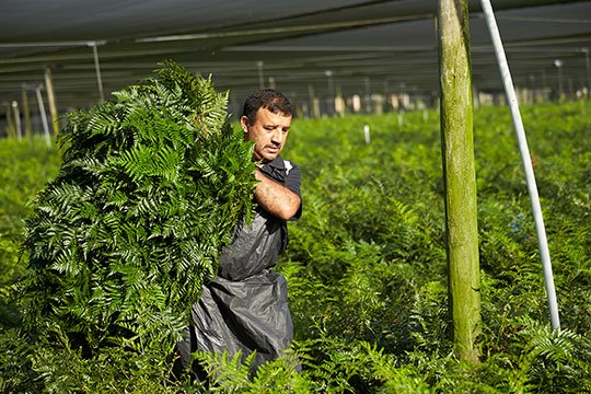 The harvesting process is amazing- all fern is cut, graded and bunched in the field before being FernCool-ed in the packing house!