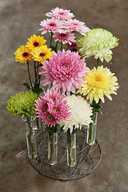 Life in Bloom's featured flower are Chrysanthemums.