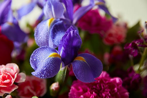 The featured flower is Iris this week on Life in Bloom- and it's an artful choice for flower arranging.